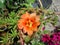 Bright purslane portulaca flower grows in small flowering garden on the balcony