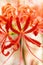 Bright Radial Red - red spider lily - cluster amaryllis