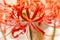 Bright Radial Red - red spider lily - cluster amaryllis