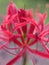 Bright Radial Red - red spider lily - cluster amaryllis