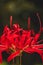 Bright Radial Red - red spider lily - cluster amaryllis