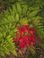 Bright Radial Red - red spider lily - cluster amaryllis