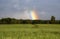 Bright rainbow column over a green field and forest. Rainbow after the rain
