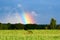 Bright rainbow column over a green field and forest. Rainbow after the rain