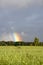 Bright rainbow column over a green field and forest. Rainbow after the rain