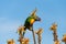 Bright rainbow lorikeet sitting on plant and looking at camera