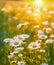 Bright rays of the sun illuminate the field with daisies. Evening warm sunset light. Landscape of a spring field with flowers.