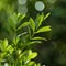 Bright rays of sunlight streaming through lush green foliage