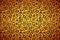 Bright realistic leopard skin with black spots, wide detailed background