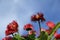 Bright red African daisies with blue skies