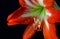 Bright red amaryllis flower with water drops on a black background macro photography.