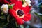 Bright red anemone, bush narcissus branch with gentle blurred background