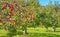 Bright red apples hanging on Autumn apple tree