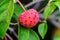 Bright red autumn fruit on a cornus kousa tree or flowering dogwood in a garden