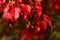 Bright red autumn leaves of decorative maple tree, seeds whirlybird seeds also caled samaras typical for Acer genus visible in upp