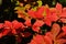 Bright red autumn leaves of decorative shrub Christmas berry, also called oriental photinia, latin name Photinia Villosa