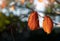 Bright Red autumn leaves with shallow focus,  Branches with orange leaves with blurry sunlight in evening background,  Autumnal in