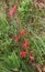 Bright Red Autumn Leaves on a Wild Virginia Creeper Vine