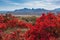 Bright red autumn smoked bush and beautiful view of the mountains of Karadag