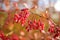 Bright red barberries on a branch on fall day. Berberis darwinii plant