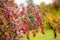 Bright red barberries on a branch on fall day. Berberis darwinii plant. Beautiful autumn vegetation