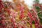 Bright red barberries on a branch on fall day. Berberis darwinii plant. Beautiful autumn vegetation