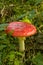 Bright red beautiful wild poisonous Amanita Muscaria in forest