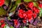 Bright red begonias in a sunny outdoor garden