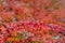 Bright red Berberis thunbergii Japanese barberry leaves background