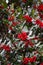 Bright red berries clustered against dark green evergreen leaves