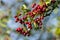 Bright red berries on an Hawthorn tree in late summer