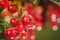 Bright red berries of red currant/bright red berries of red currant on sunlight