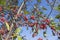 Bright red berries on tree on a suny day