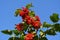 Bright red berries of viburnum against clear blue sky