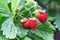 Bright red berries of wild strawberry on a background of green leaves. Forest and garden sweet berry.Close up.Concept of growing,