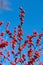 The bright red berries of the Winterberry Holly contrast against the clear blue sky of an early winter day.