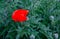 Bright red big flower. Poppy. Morning photo