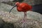 Bright red bird with long legs and black beak