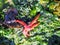 Bright red blood starfish arm on seaweed and kelp