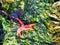 Bright red blood starfish arm on seaweed and kelp