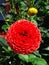 Bright red blooming dahlia flower in a garden