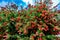 Bright Red Blossoms on a Bottlebrush Tree in Texas.