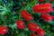 Bright Red Blossoms on a Bottlebrush Tree in Texas.