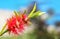 Bright red bottle brush(Callistemon) flower with sky background