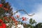 Bright red bougainvillea against blue sky with cloud whisps and gum and evergeen trees