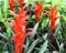 Bright Red Bromelia Flowers