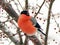 Bright red bullfinch on a branch of mountain Bright red bullfinch on a branch of mountain ash in winter.ash in winter.