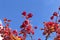 Bright red bunch of berries of Viburnum on the branches