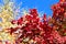 Bright red bunch of berries of Viburnum on the branches