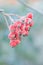 Bright red bunches of rowan in hoarfrost. Frozen rowanberries close up. Winter time, cold weather